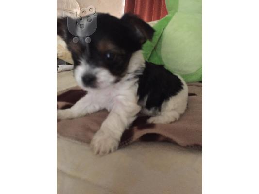 Προσιτά κουτάβια τεριέ τσαγιού Yorkie προς πώληση
