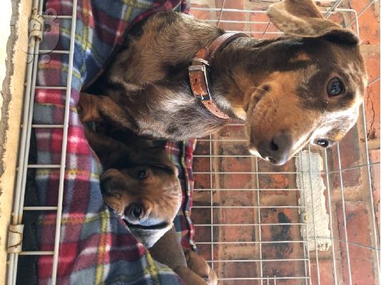 Μινιατούρα Dachshunds