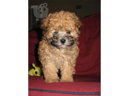 PoulaTo: ADORABLE  Maltese / Poodle