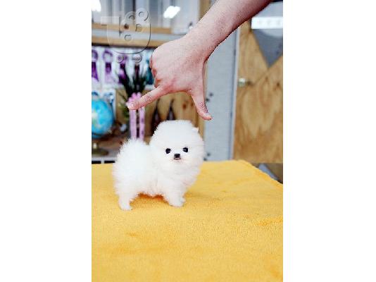 Κουτάβια Bull Pomeranian για Υιοθεσία Έτοιμα