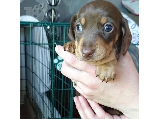 Πανέμορφα κουτάβια Dachshund.