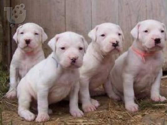 PoulaTo: DOGO ARGENTINO