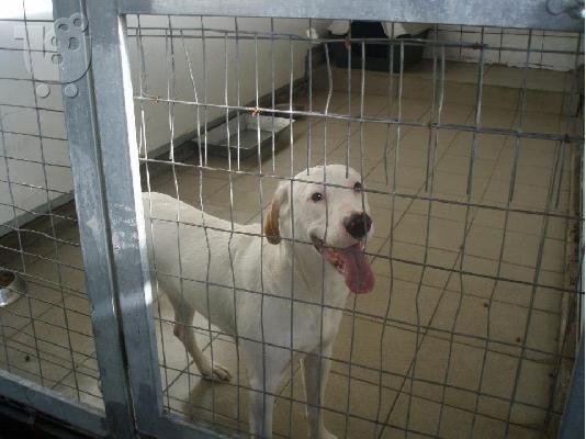 Ημίαιμη Dogo Argentino χαριζεται