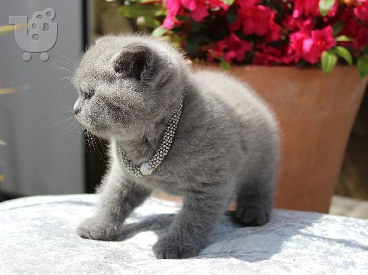 PoulaTo: γατάκια Βρετανικά Shorthair.