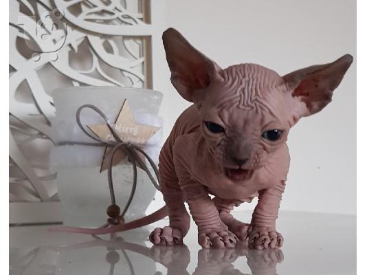 Γεια σας έχω προς πώληση όμορφα γατάκια Sphinx. Έμαθε...