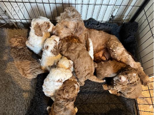 PoulaTo: F4 κουτάβια Labradoodle