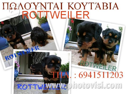 Rottweiler