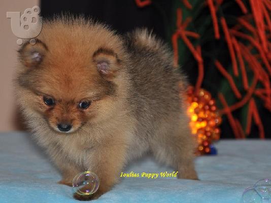 PoulaTo: Pomeranian