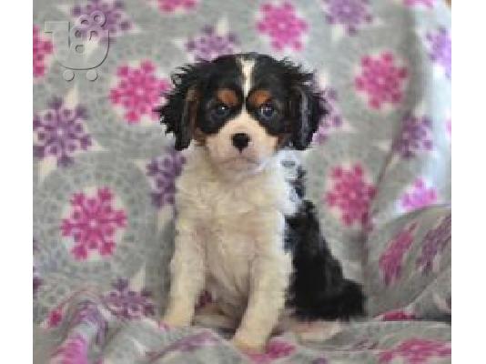 PoulaTo: cCavalier King Charles Puppies