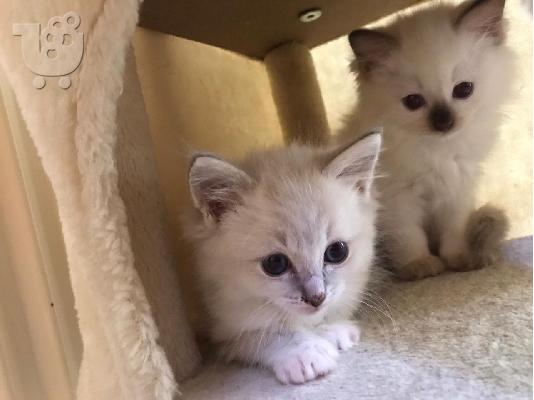 PoulaTo: Έχω όμορφα γατάκια Ragdoll διαθέσιμα Θα είναι έτοιμα να