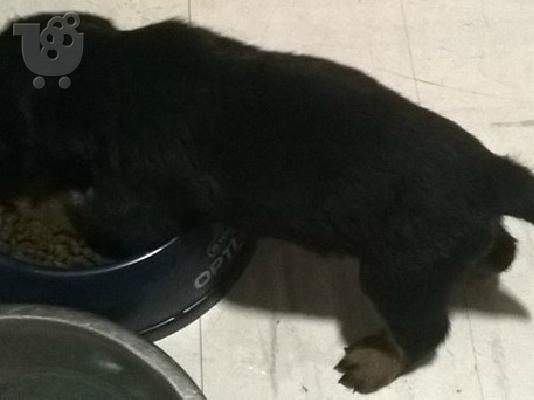 Rottweiller