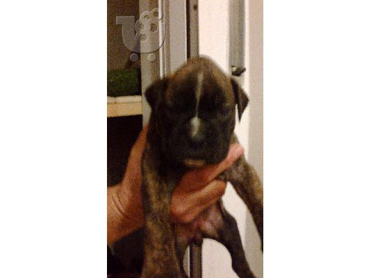 boxer