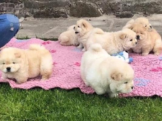 PoulaTo: Διαθέσιμα κουτάβια Chow Chow έτοιμα προς πώληση.