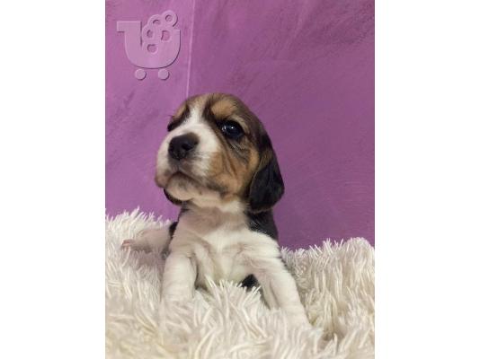 Κουτάβια Beagle προς πώληση