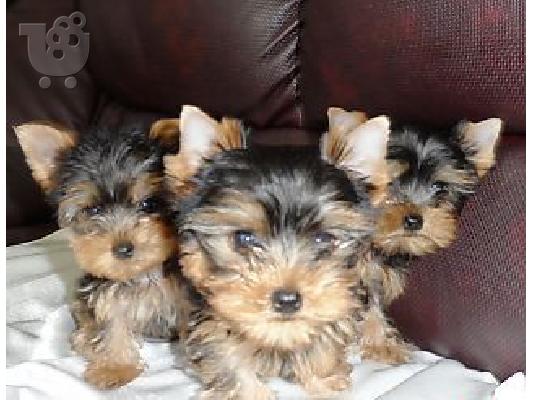 PoulaTo: YORKSHIRE TERRIER
