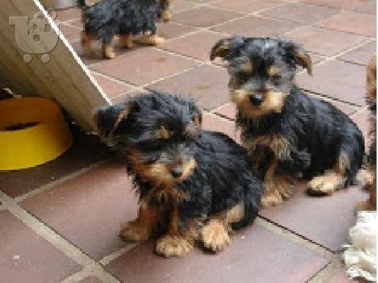 PoulaTo: κουτάβια yorkie για 300 €