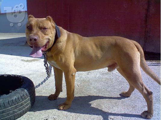 PoulaTo: PIT BULL Πίτμπουλ