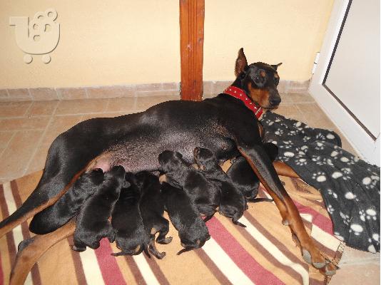PoulaTo: DOBERMAN