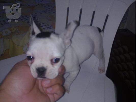 PoulaTo: GALIKO BULDOG