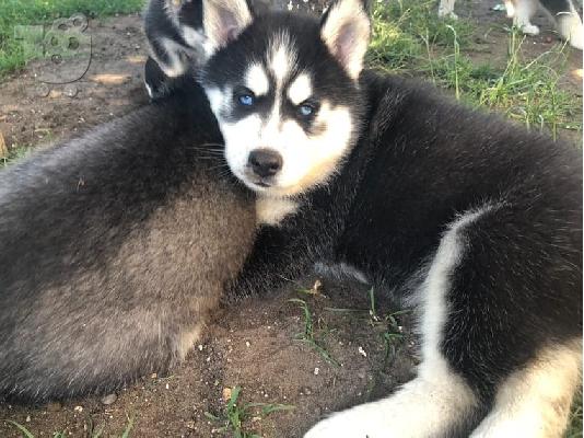 PoulaTo: Αξιολάτρευτο Siberian Husky κουτάβια