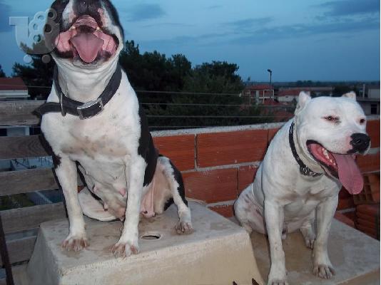 AMERICAN PIT BULL