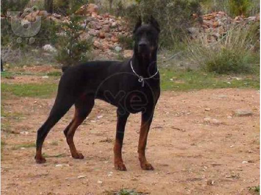PoulaTo: ΝΤΟΜΠΕΡΜΑΝ-DOBERMAN — Καλλιθέα 