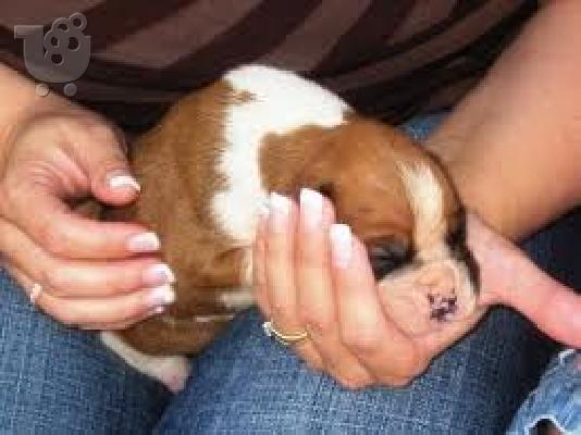 PoulaTo: pit bull RED NOSE