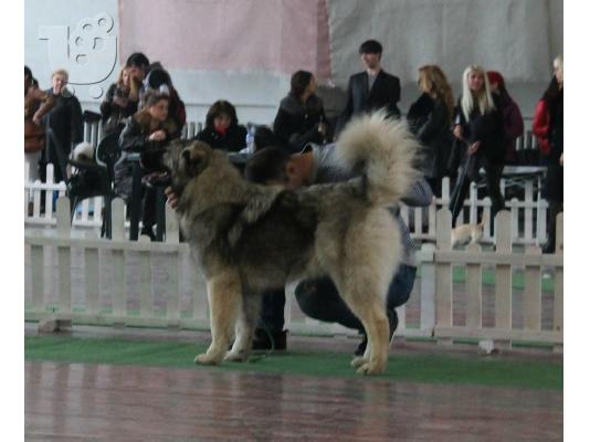 Caucasian shepherd dogs - Καυκάσιος Ποιμενικού