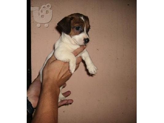 JACK  RUSSEL Τεριέ Τζακ Ράσελ