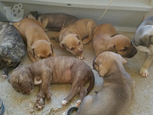ΠΩΛΟΥΝΤΑΙ ΓΝΗΣΙΑ PIT BULL