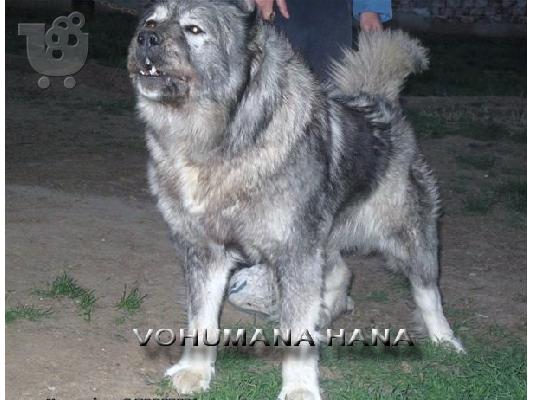  caucasian dog 4 minwn
