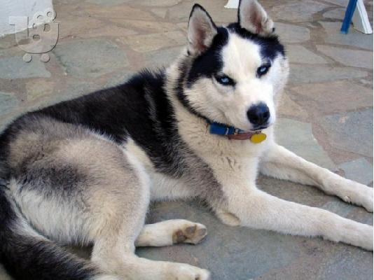 ΧΑΣΚΙ Σιβηρίας (Siberian Husky)