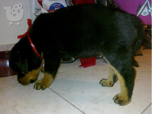 PoulaTo: Πωλείται Rottweiler 2 μηνών Ροτβάιλερ