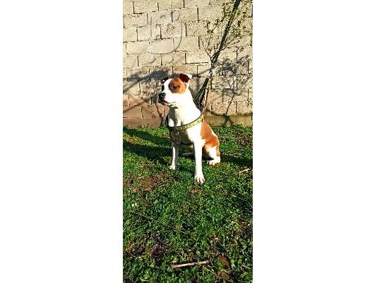 Αμερικανικό τεριέ Staffordshire κουτάβια