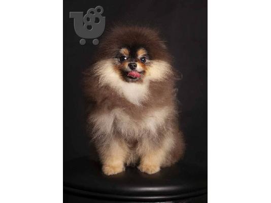 PoulaTo: Pomeranian mini