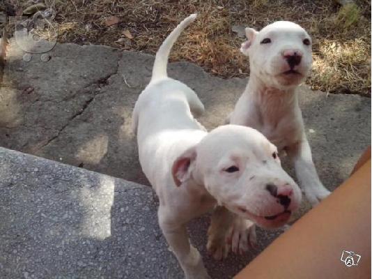DOGO ARGENTINO