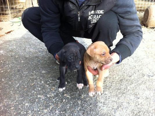 ΚΑΘΑΡΟΑΙΜΟ KOYTABI ΑΜΕRICAN PITBULL TERRIER