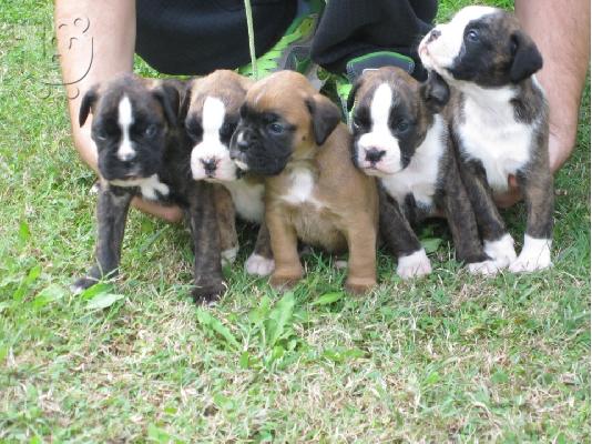 PoulaTo: boxer