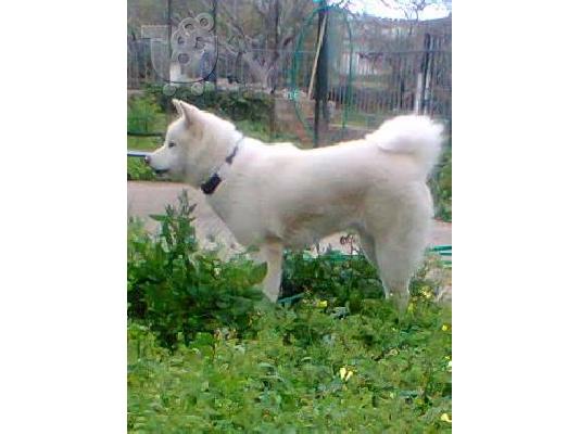 PoulaTo: AKITA
