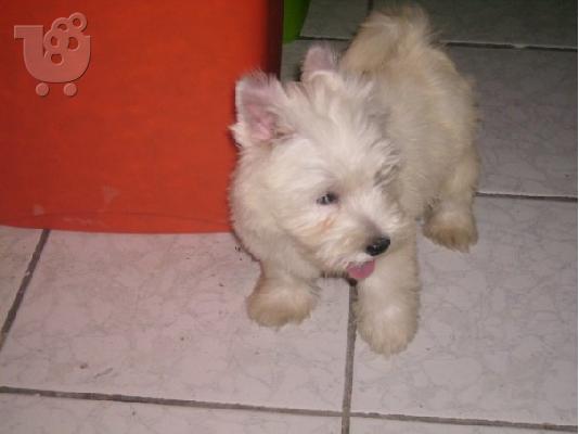 WEST HIGHLAND TERRIER (ΓΟΥΕΣΤ ΧΑΙΛΑΝΤ)