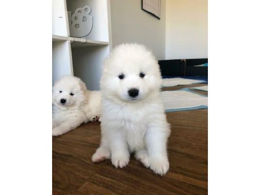Πώληση κουτάβια Samoyed.