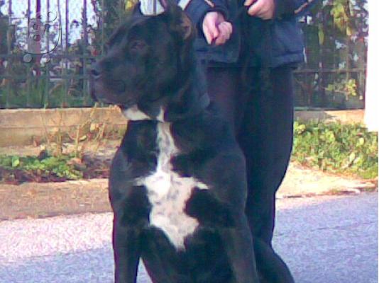 BANDOG ΠΟΛΥ ΔΥΝΑΤΑ