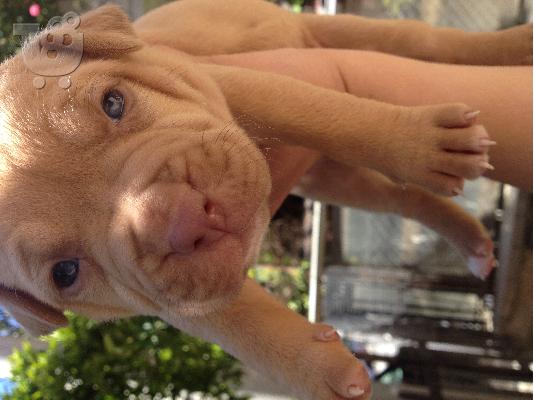 American staffordshire terrier