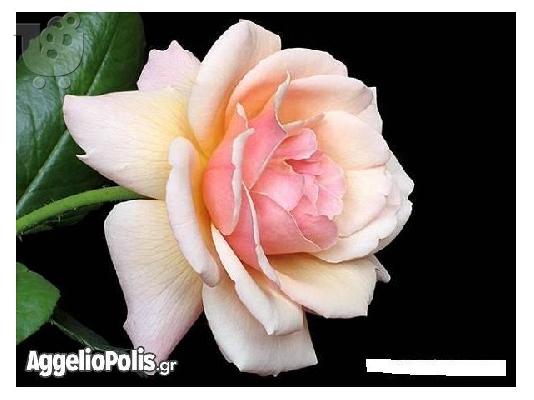 PoulaTo: Τριανταφυλλο Ανοιχτο Ροζ - 50 Σποροι
