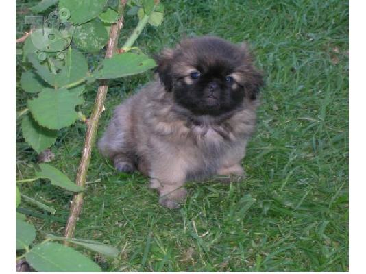 PoulaTo: PEKINOUA
