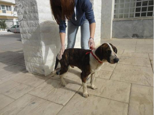 ΗΜΙΑΙΜΟ BULL TERRIER ΠΡΟΣ ΥΙΟΘΕΣΙΑ,ΑΡ ΠΡΩΤ 4247/02