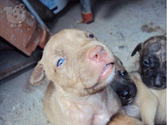 pitbull