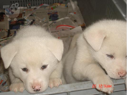 PoulaTo: AKITA