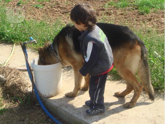 ΚΟΥΤΑΒΙΑ ΓΕΡΜΑΝΙΚΑ ΠΟΙΜΕΝΙΚΑ ΚΑΘΑΡΟΑΙΜΑ