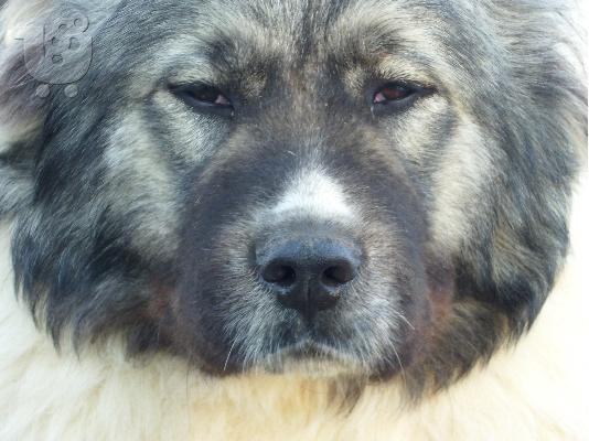 Caucasian Shepherd 